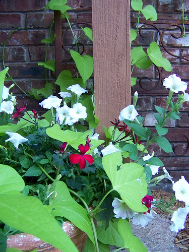 sweet potato vine