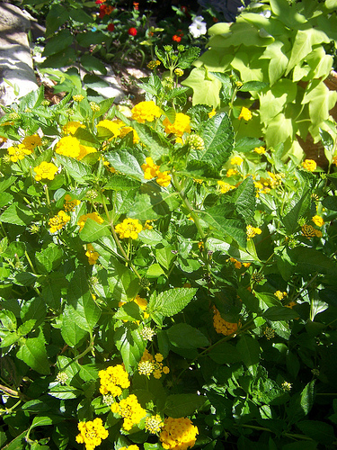 lantana