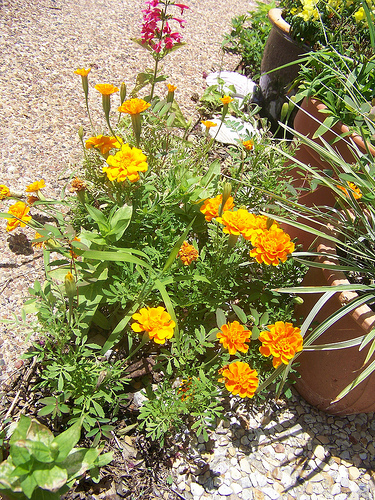 marigolds