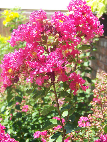 crepe myrtle