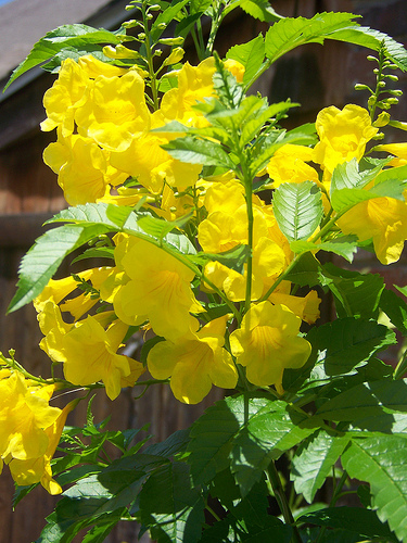 yellow belle
