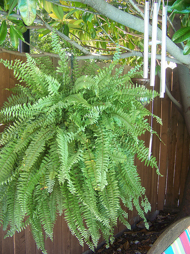 fern