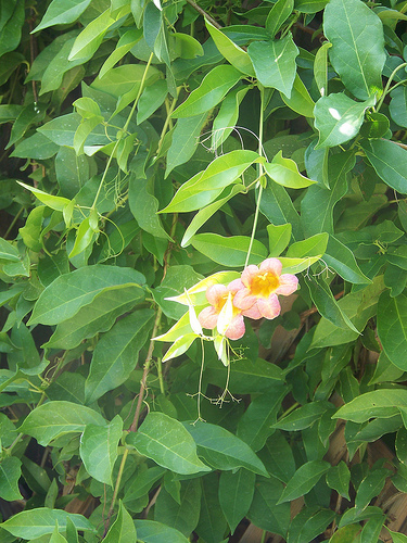 vine