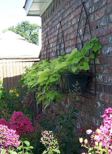 sweet potato vines
