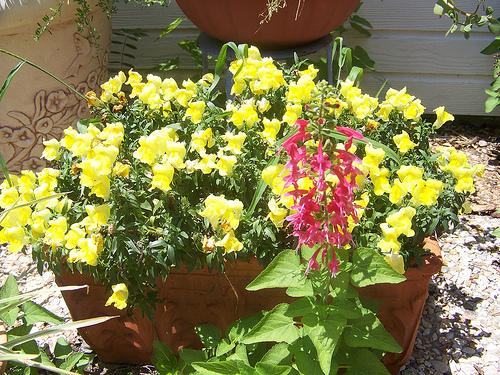 snapdragon and salvia