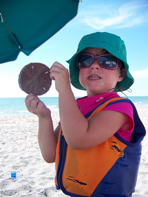 sanddollars