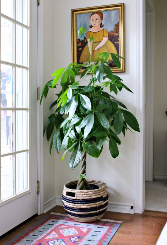 {Smitten} West Elm Basket Planter Hi Sugarplum!