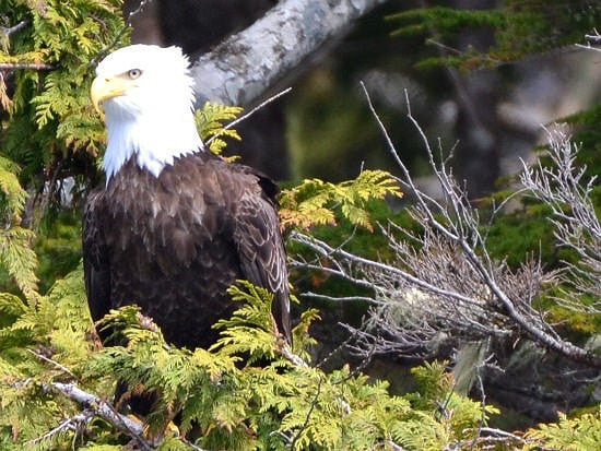 Hi Sugarplum | Ketchikan, Alaska
