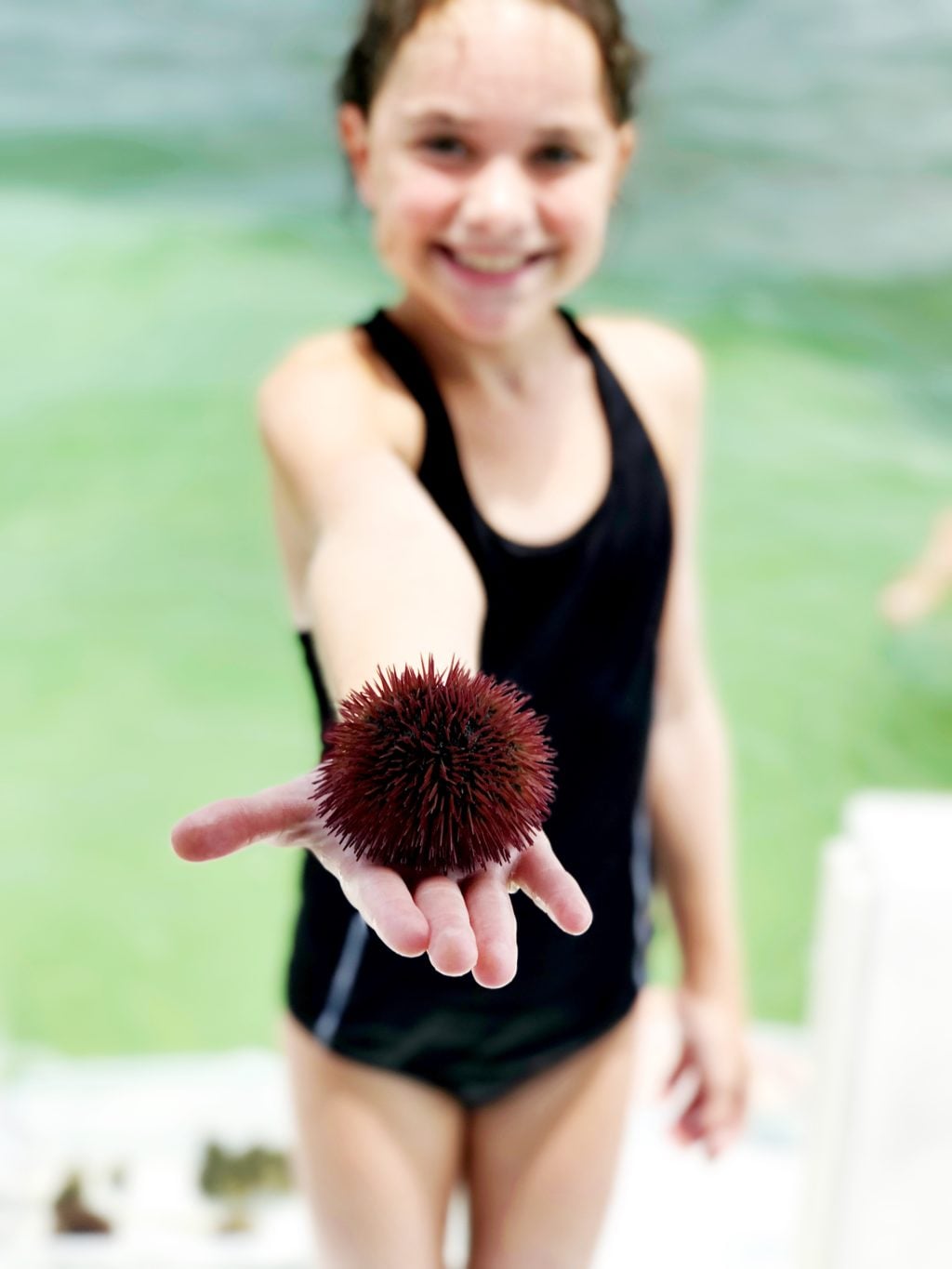 anna maria island sea urchin